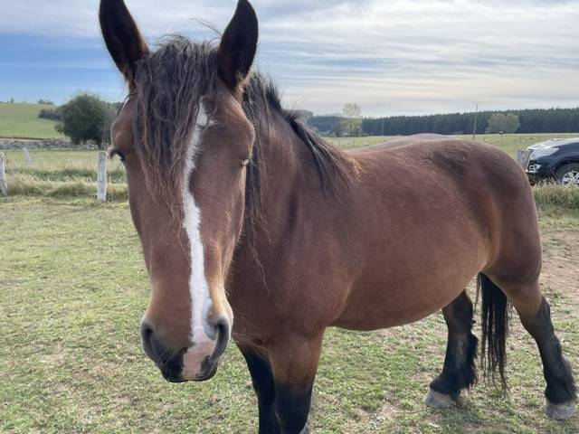 JUMENT DE TRAIT ARDENNAISE PLEINE