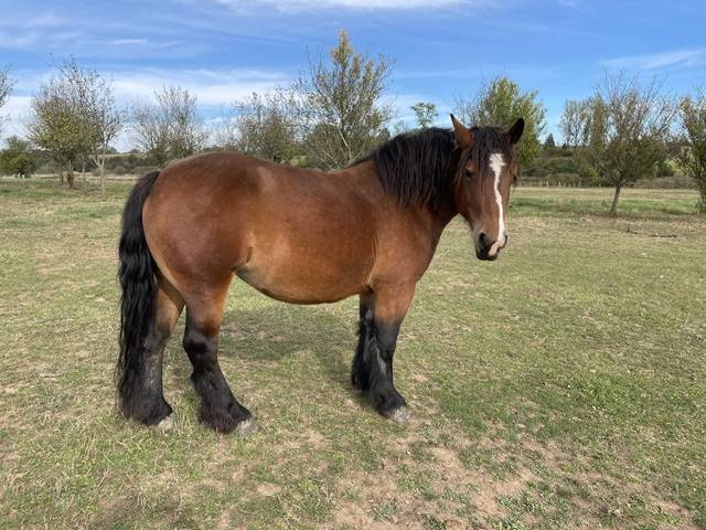 JUMENT DE TRAIT ARDENNAISE PLEINE