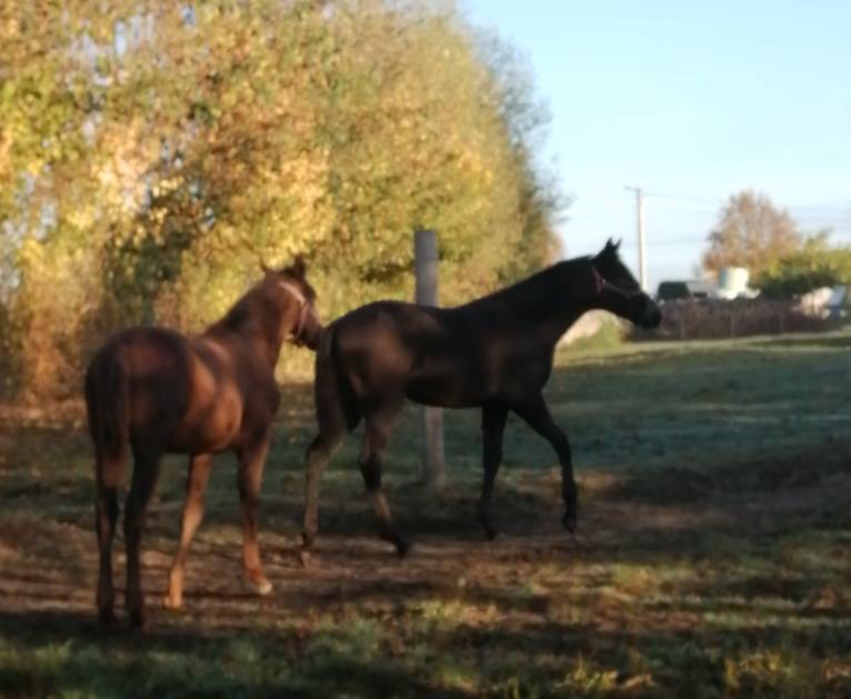 2 pouliches