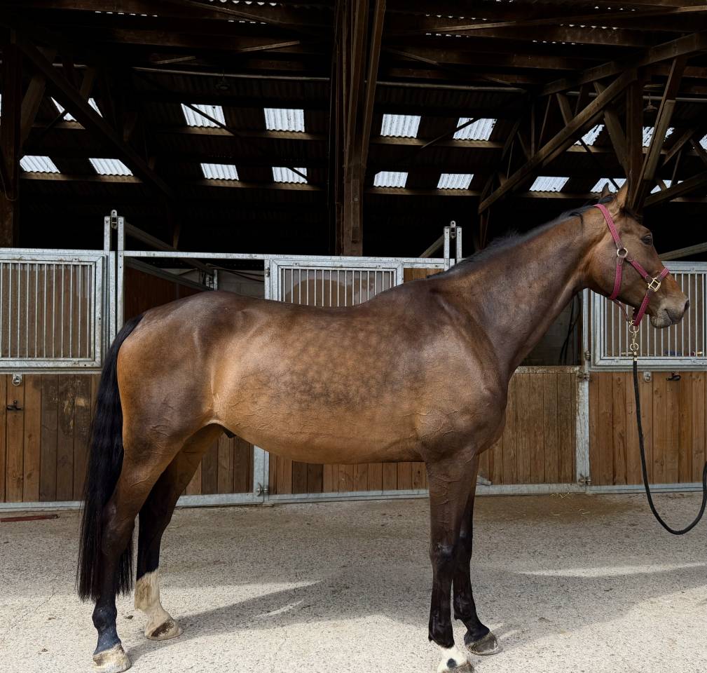 &Agrave; vendre, cheval SBS de 5ans 