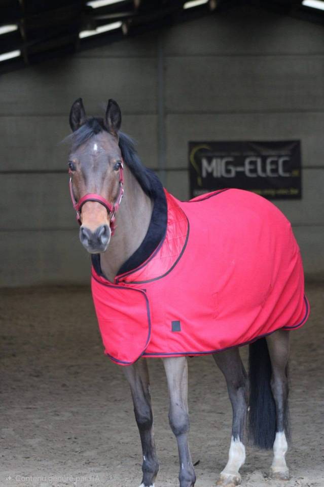 Poney hongre ONC &ndash; 13 ans