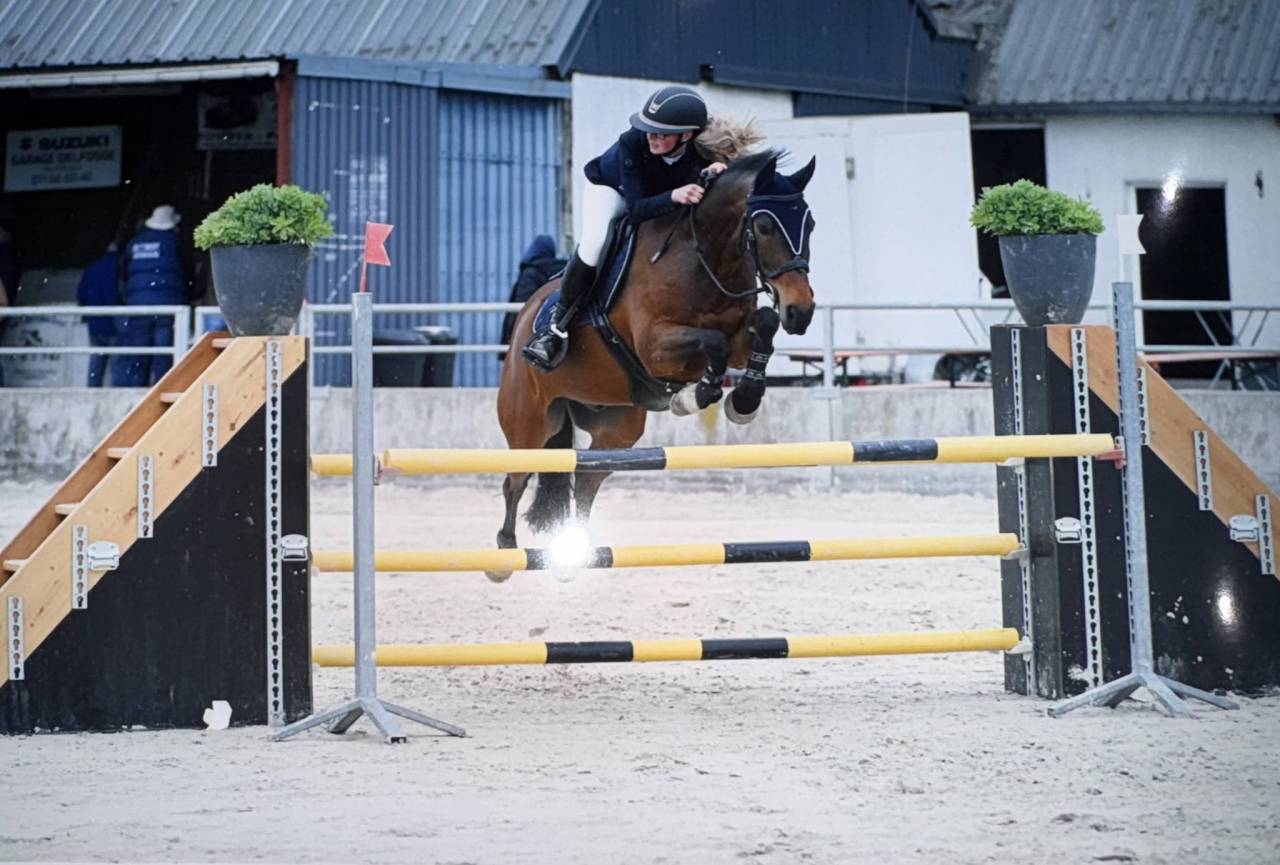 Poney hongre ONC &ndash; 13 ans