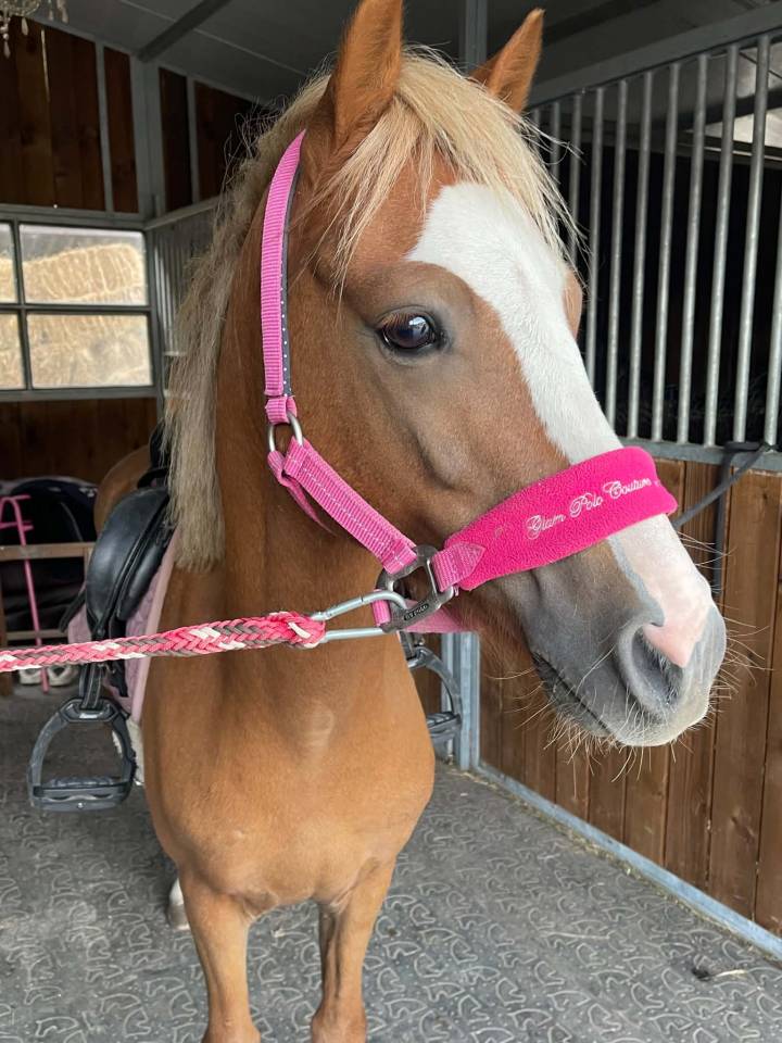 Poney PP Welsh B 