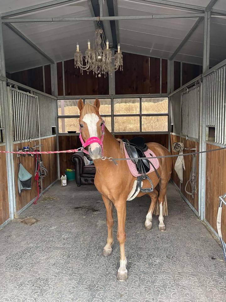 Poney PP Welsh B 