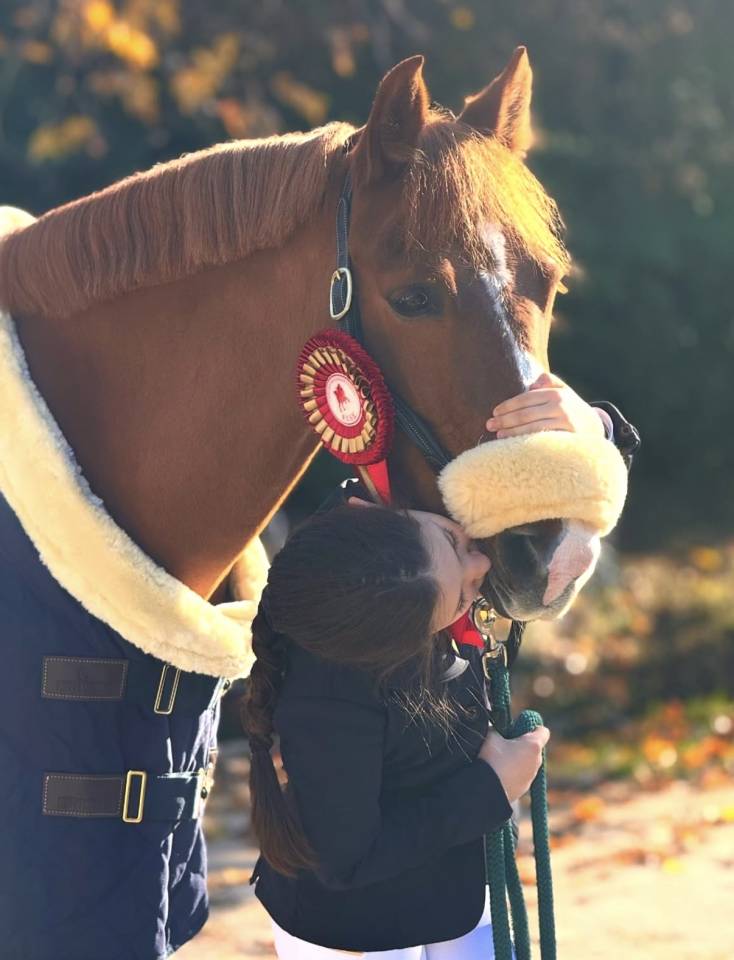 Hongre British Spotted Pony A vendre 2015 Alezan