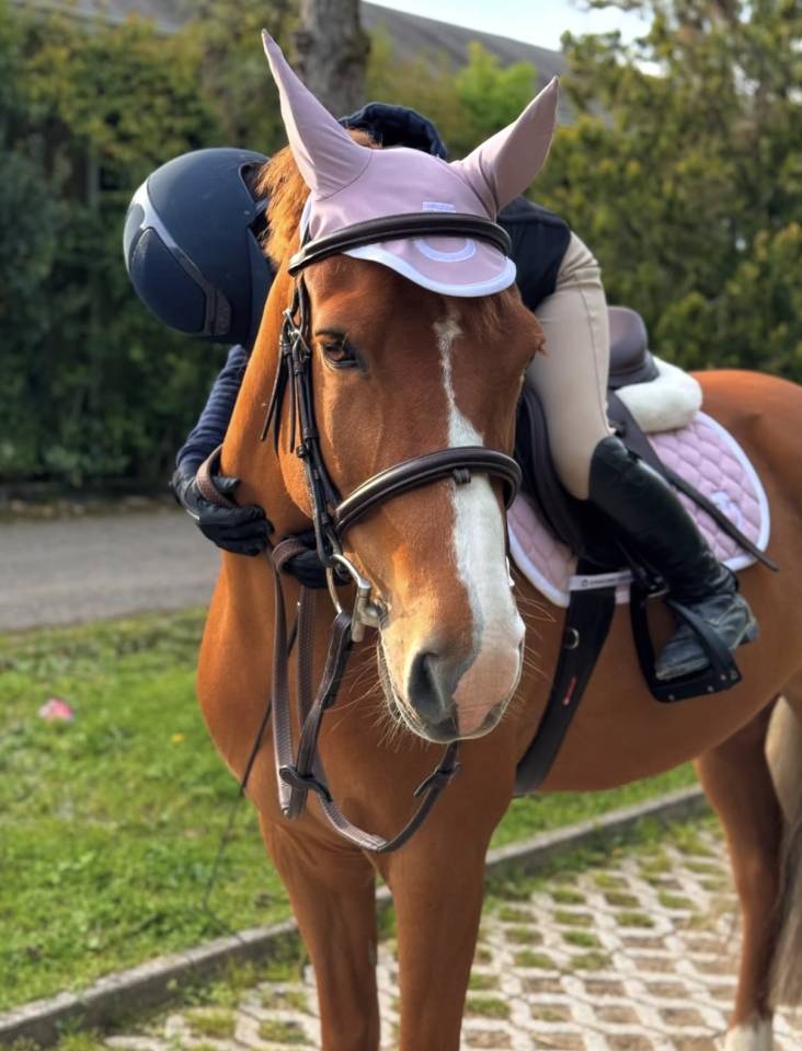Hongre British Spotted Pony A vendre 2015 Alezan