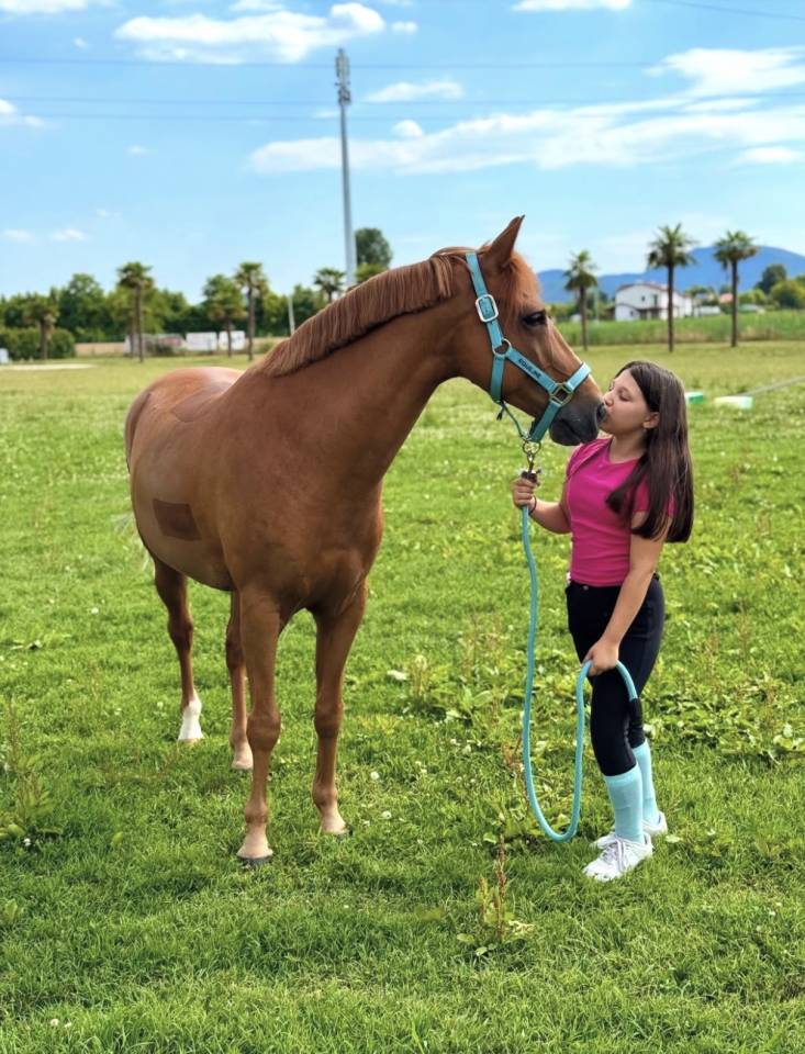 Hongre British Spotted Pony A vendre 2015 Alezan