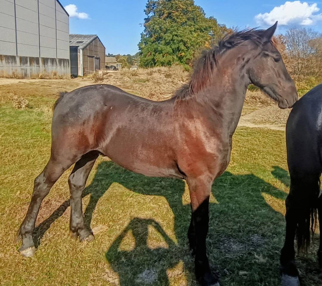 Poulain frison &agrave; vendre 