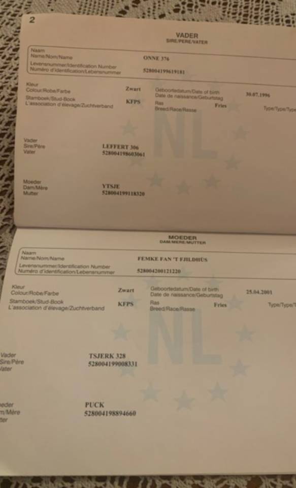 Poulain frison &agrave; vendre 