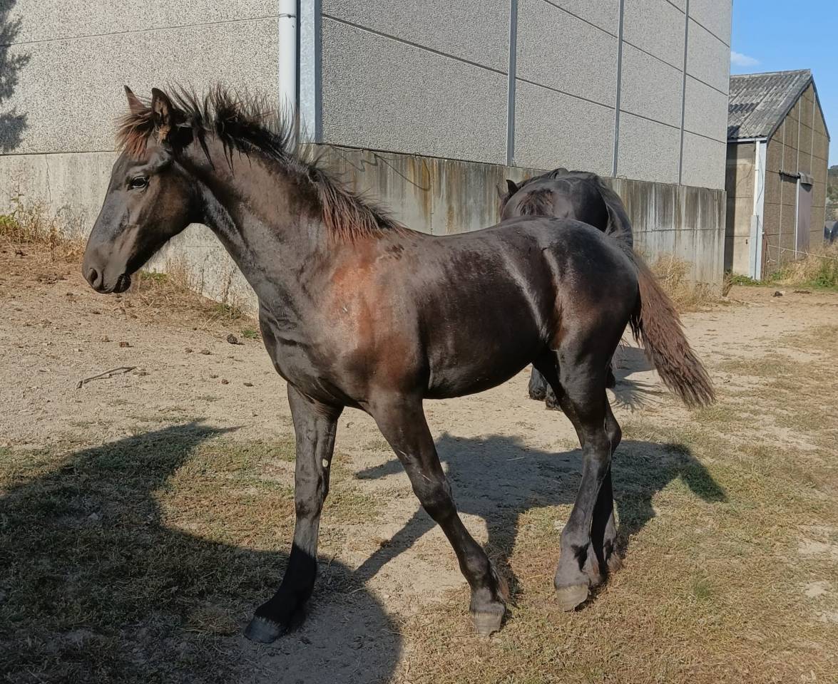 Poulain frison &agrave; vendre 
