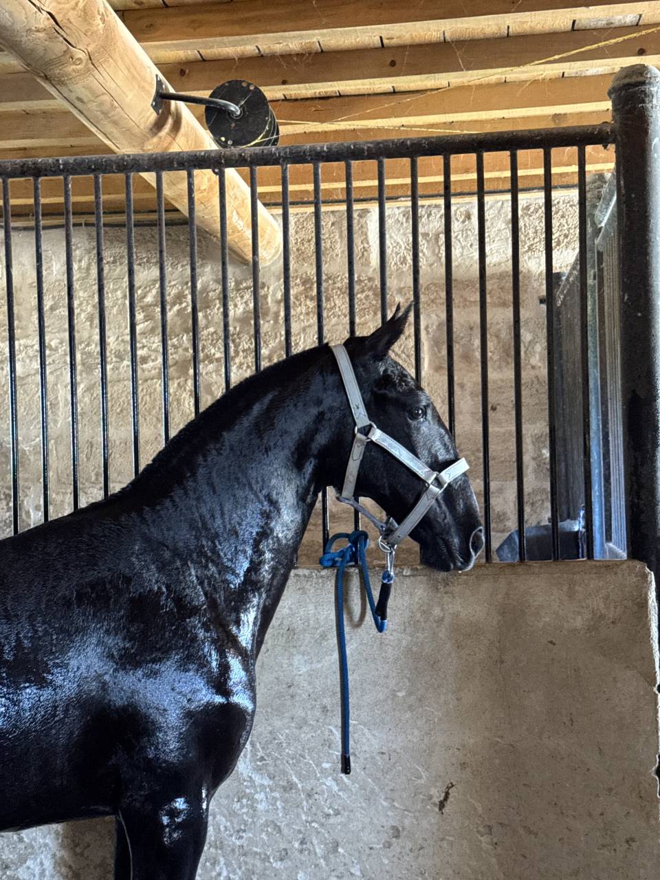 Pouliche &mdash; lusitano 