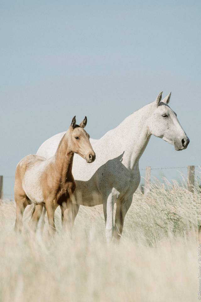 Pouliche &mdash; lusitano 