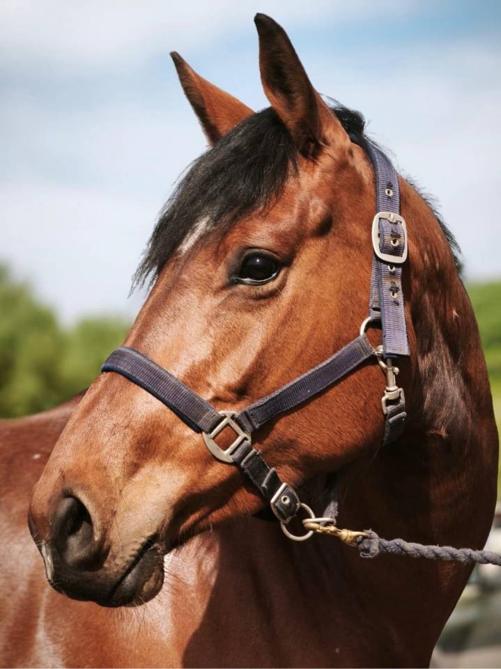 Jument - Selle Fran&ccedil;ais - 5 ans - CSO - France