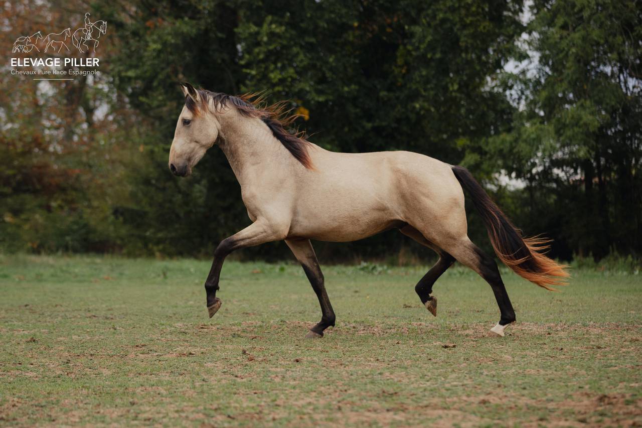 Poulain Pure Race Espagnole pp - 2 ans - Isabelle