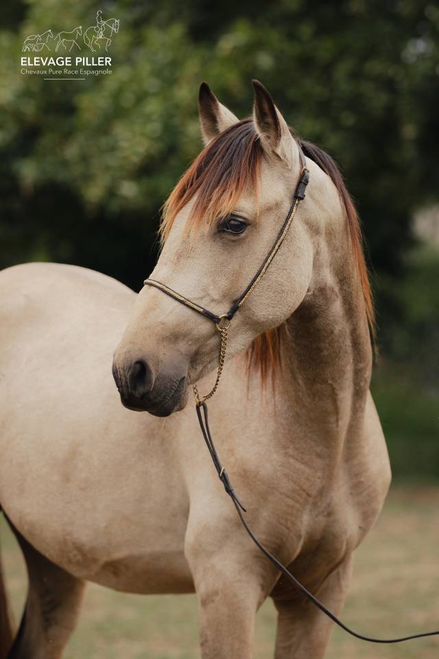 Poulain Pure Race Espagnole pp - 2 ans - Isabelle