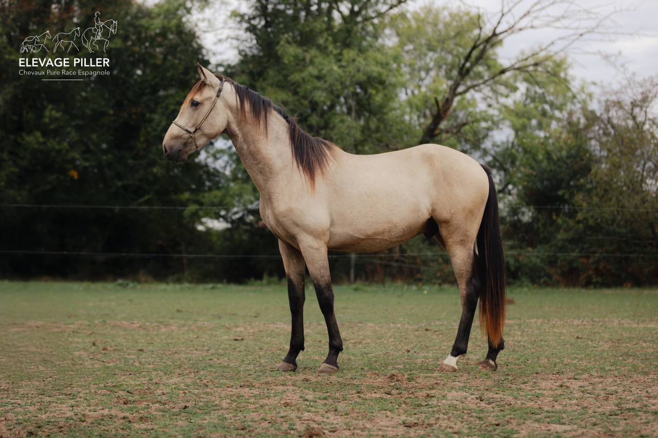 Poulain Pure Race Espagnole pp - 2 ans - Isabelle
