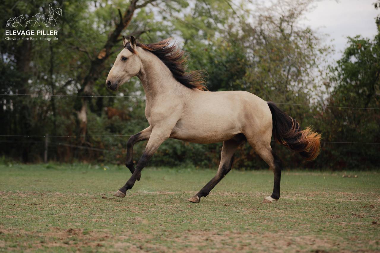 Poulain Pure Race Espagnole pp - 2 ans - Isabelle
