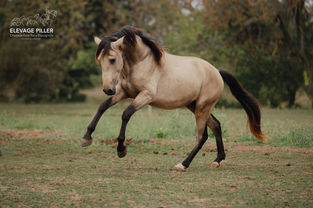 Poulain Pure Race Espagnole pp - 2 ans - Isabelle