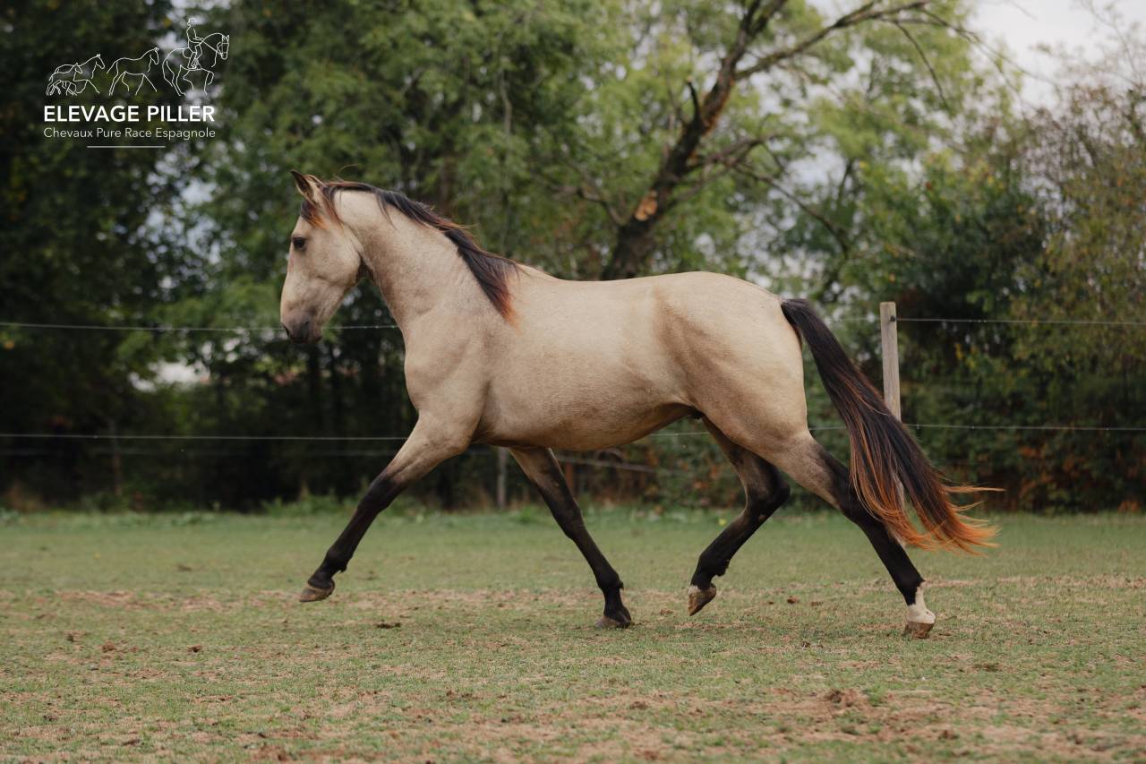 Poulain Pure Race Espagnole pp - 2 ans - Isabelle