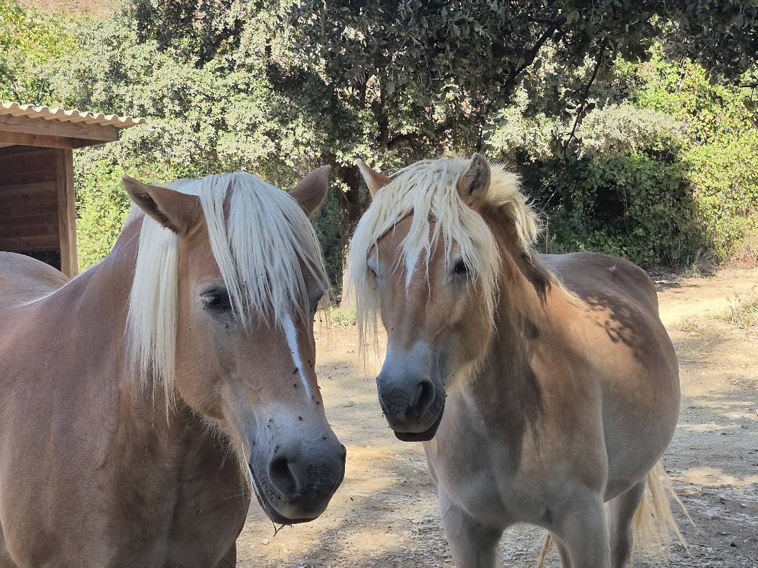 Alina et Isalyne: Une paire parfaite d'Haflinger