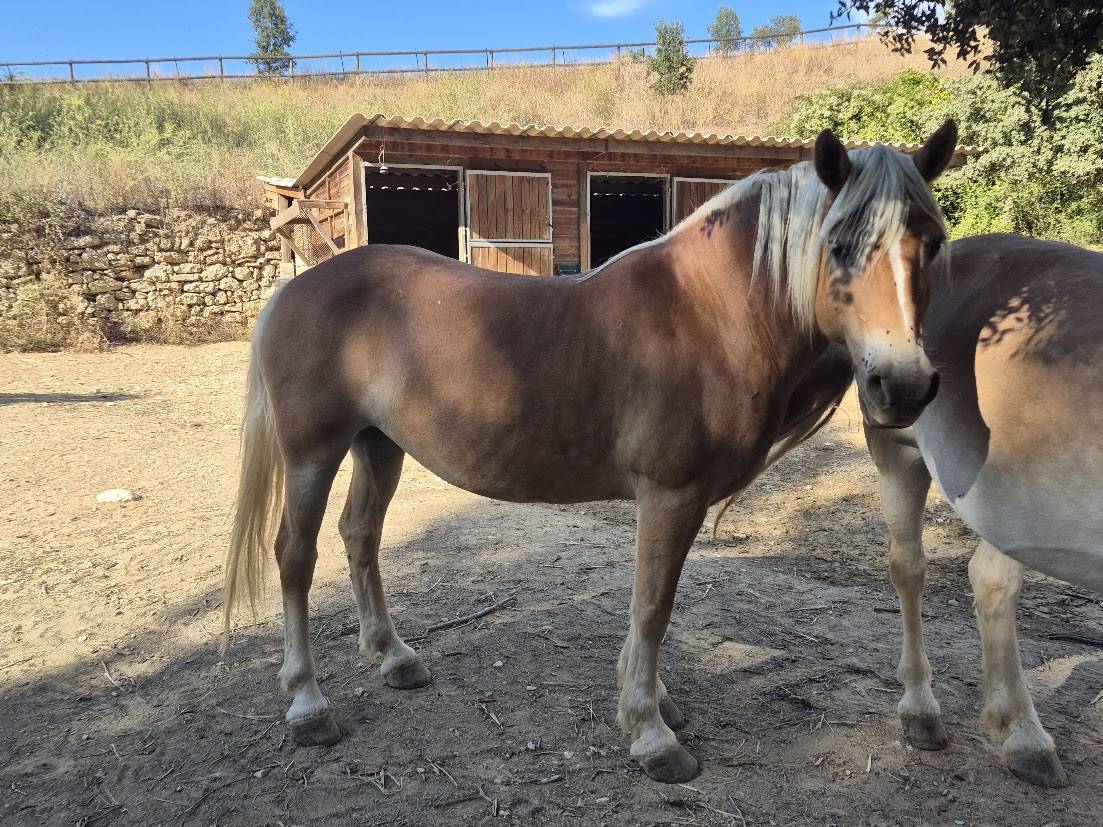 Alina et Isalyne: Une paire parfaite d'Haflinger