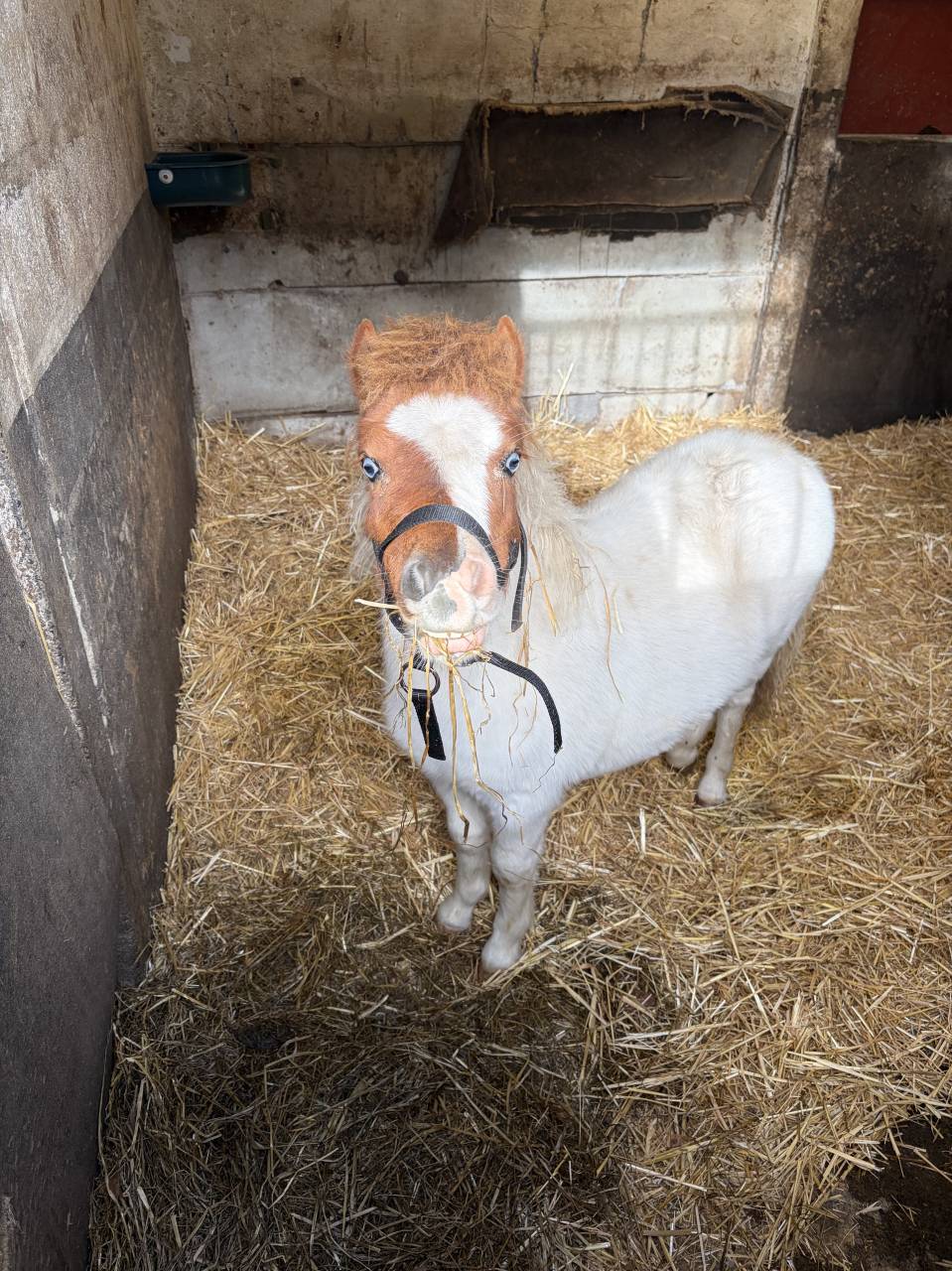 Shetland &agrave; vendre  