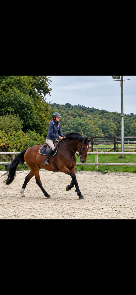 Cheval de 8 ans 