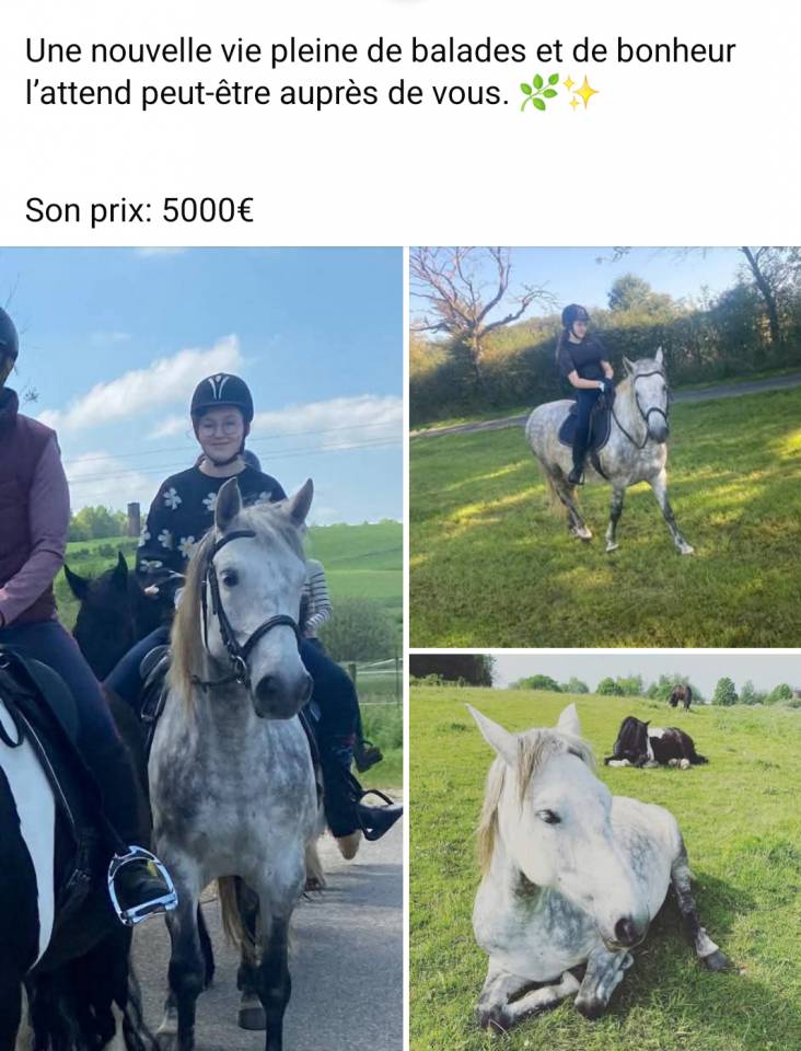 A vendre gentille jument PRE 11 ans