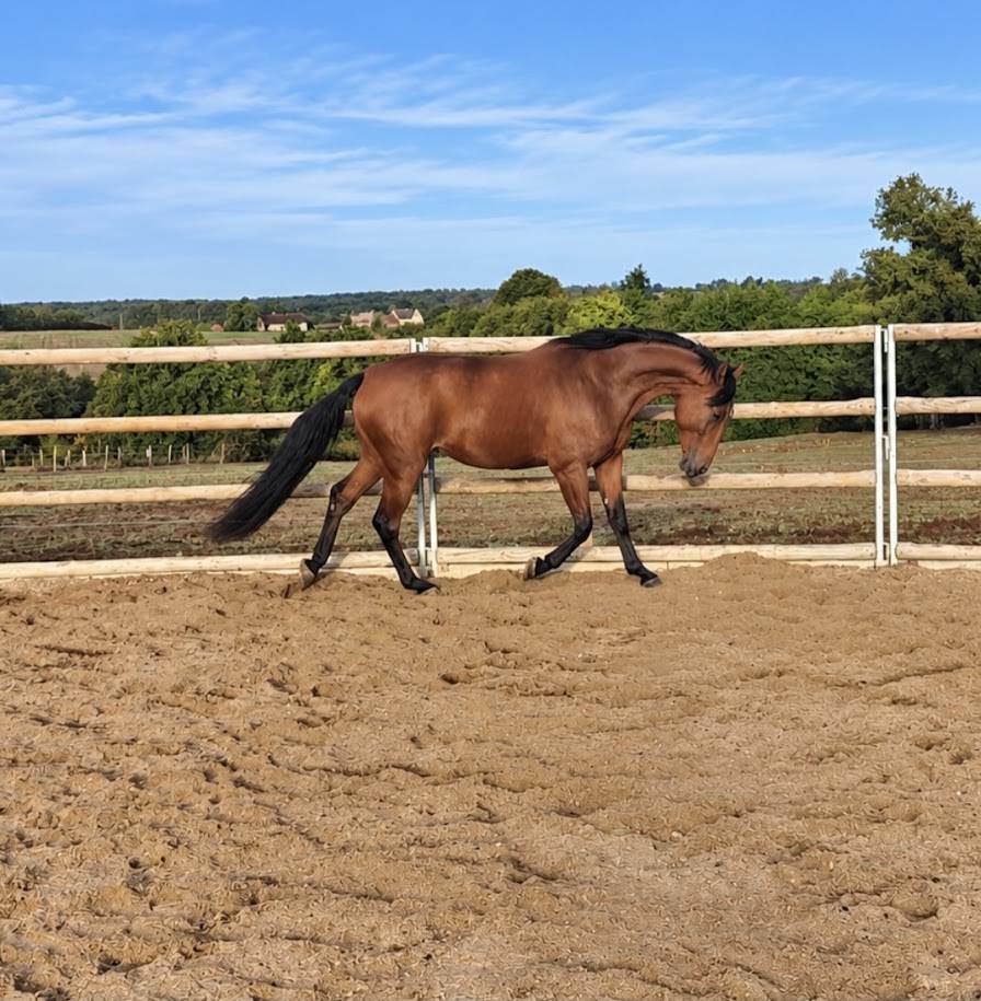 Cheval de loisirs