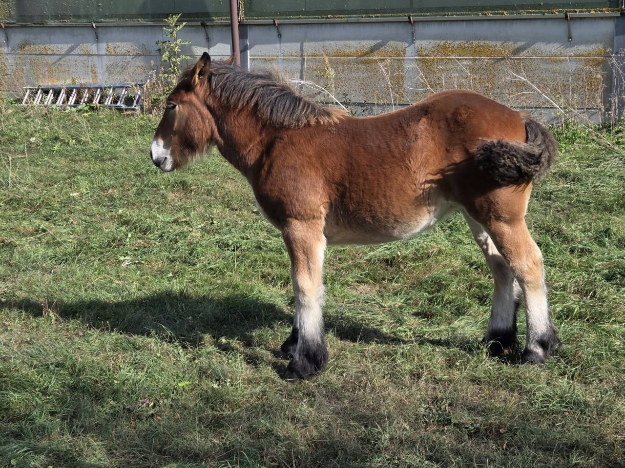 2 pouliches Trait Ardennais