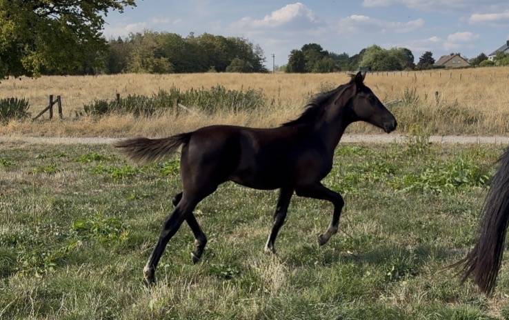 Pouliche dressage noire Escamaro X Sezuan X Vivaldi