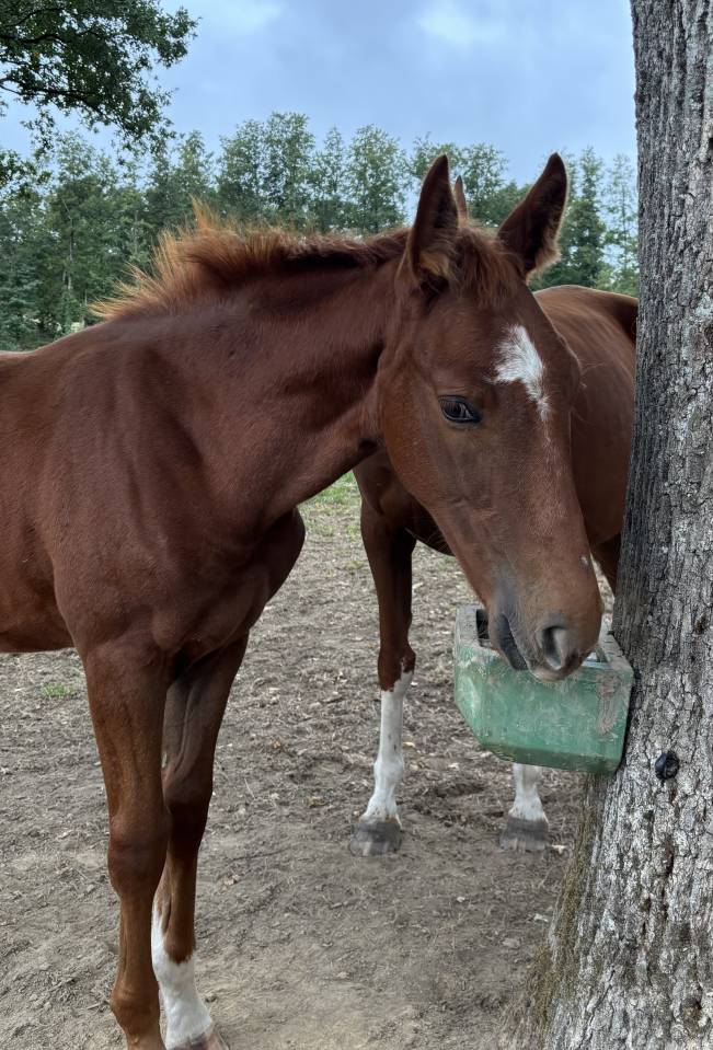 Foal SF &agrave; r&eacute;server 