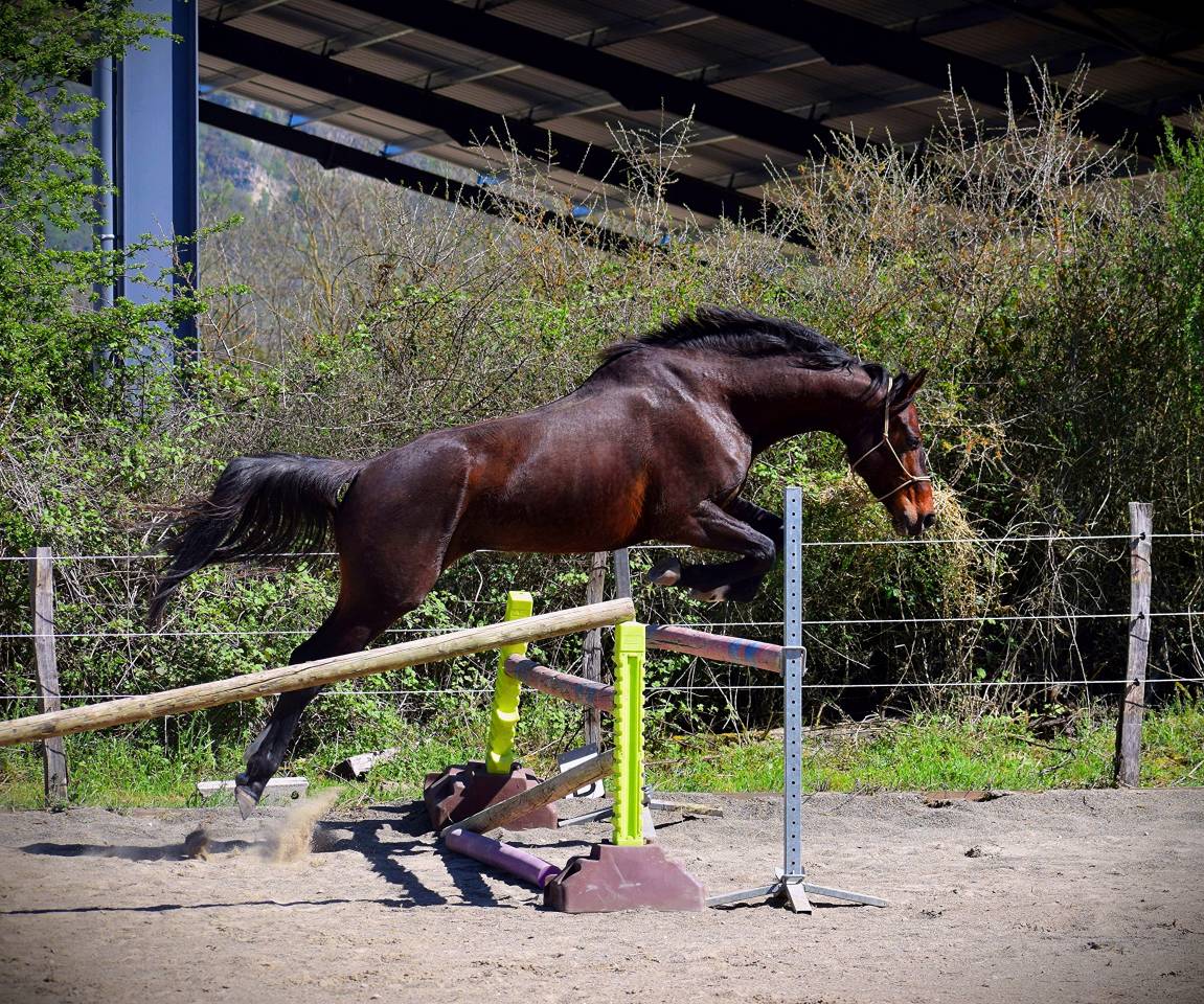 Superbe Hongre AES - Origines sport 