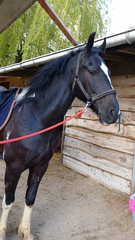 Barok Pinto 8 ans 