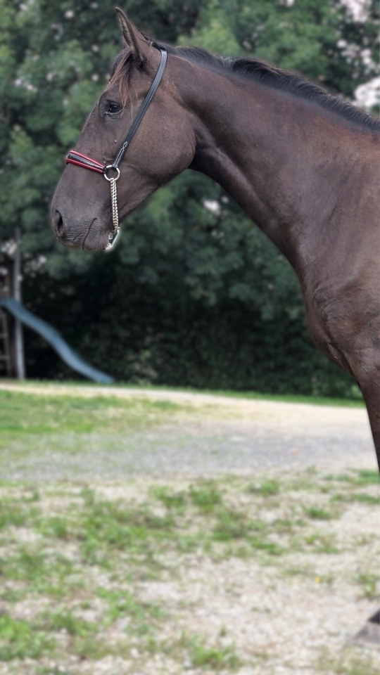 ✨ NOVIA XIV &ndash; Jument Pure Race Espagnole (PRE) ✨