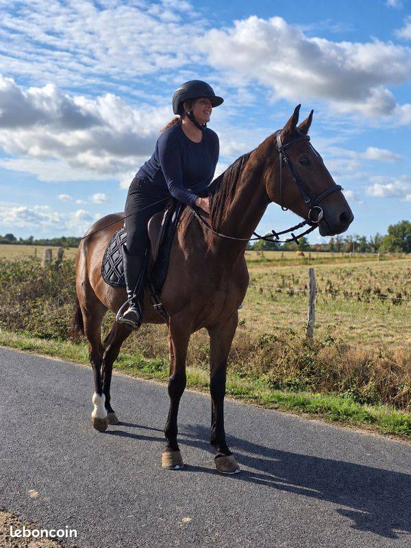 Cheval de plaisir et de loisir