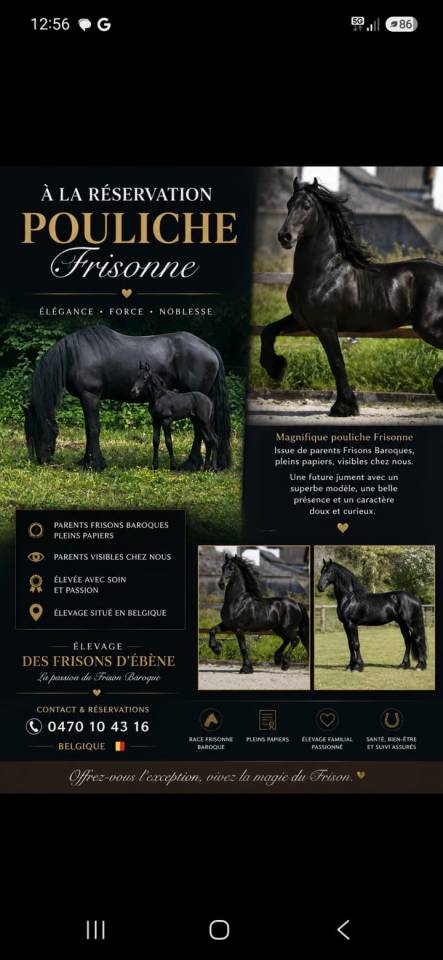 Pouliche frisonne 