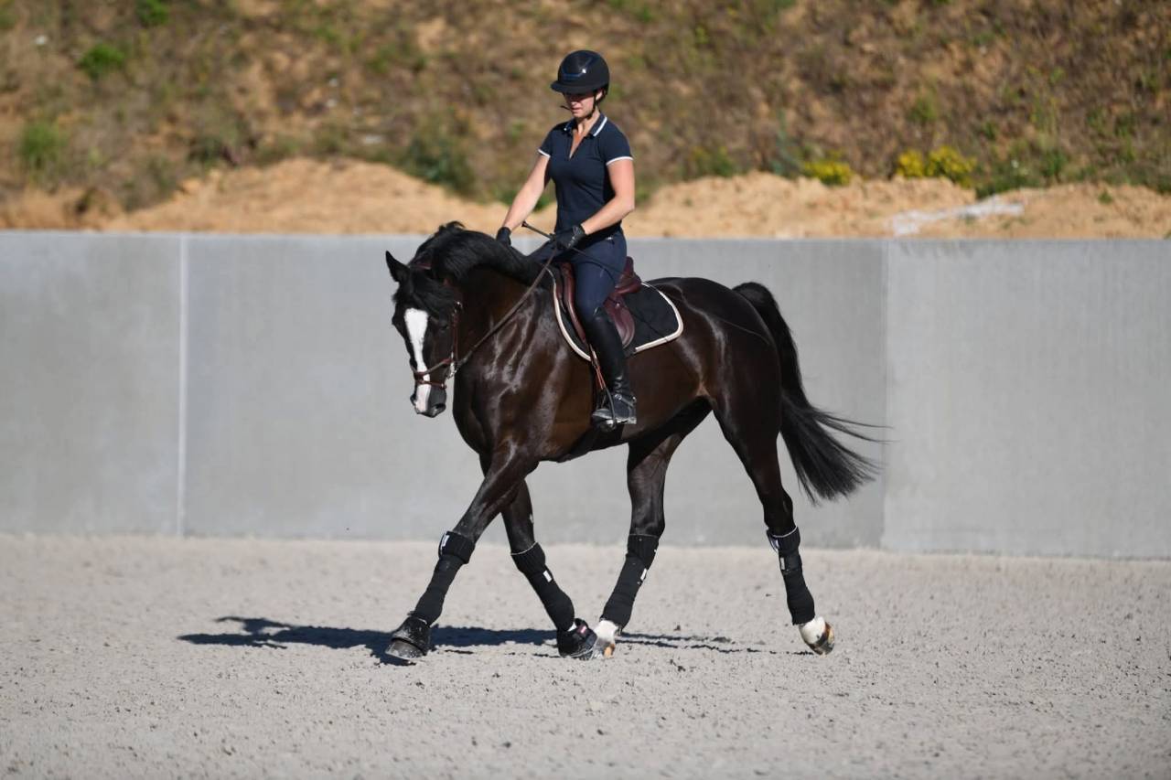 Hongre CSO noir 12 ans niv. 130-135cm