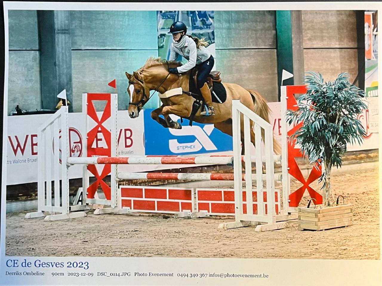 Super petit cheval pour concours loisirs