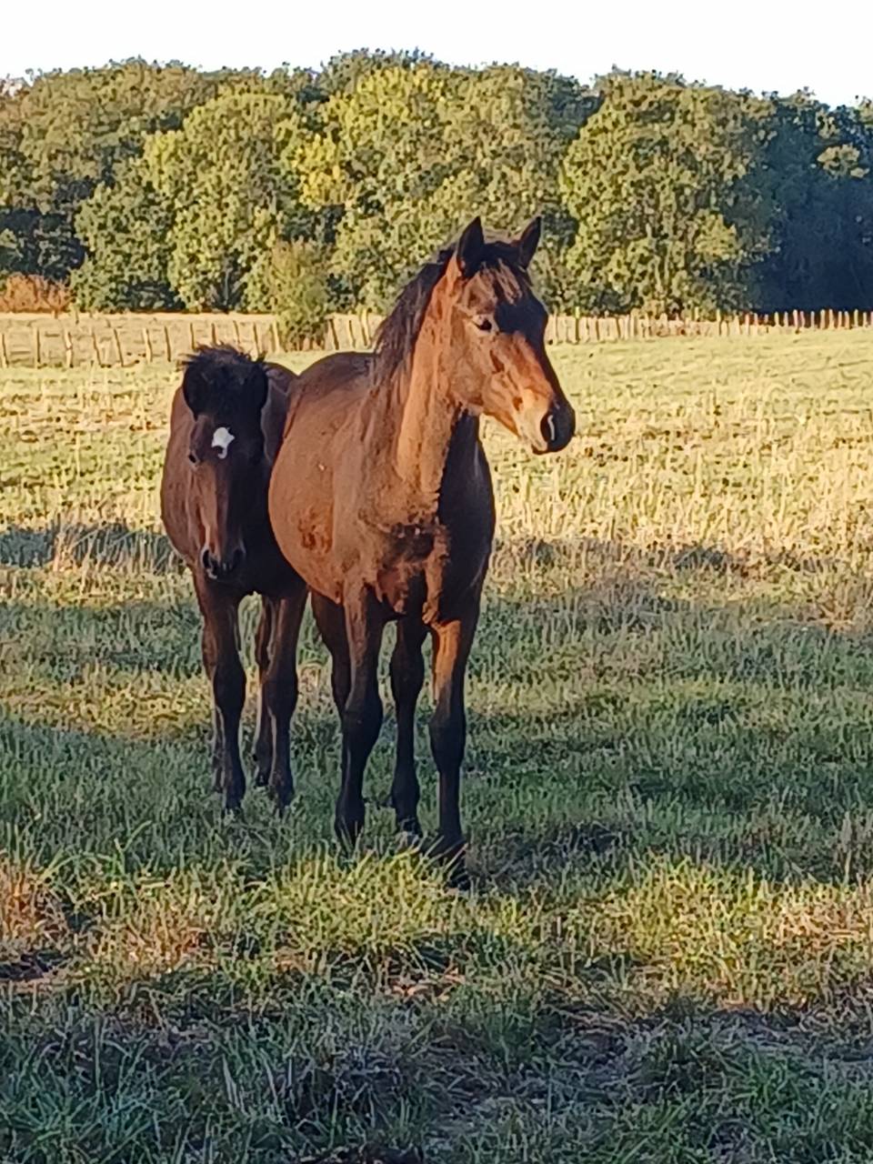 M&acirc;le new forest disponible au sevrage
