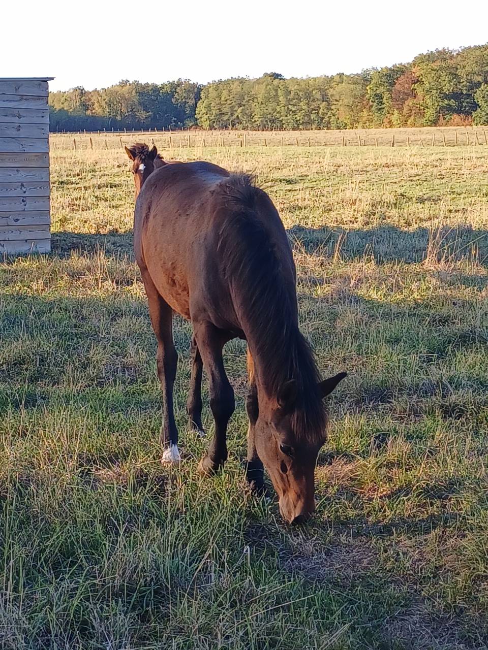 M&acirc;le new forest disponible au sevrage