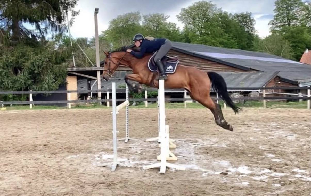 QUENELLE D'ARCHONFOSSE, 10Y, Jument&nbsp;CSO