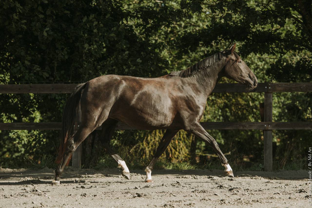 Jument - Lusitanienne - 4 ans - Dressage - France