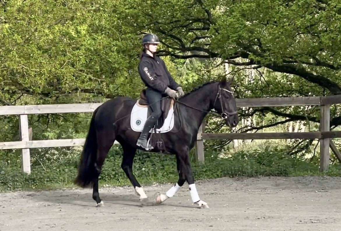 Jument - Lusitanienne - 4 ans - Dressage - France