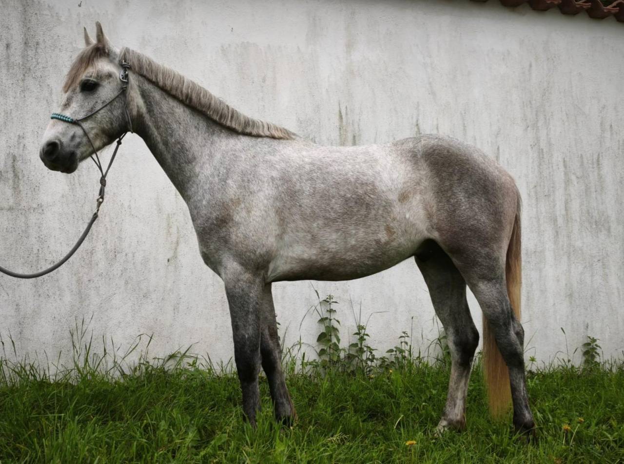 Hongre - Connemara - 3 ans - CSO - France