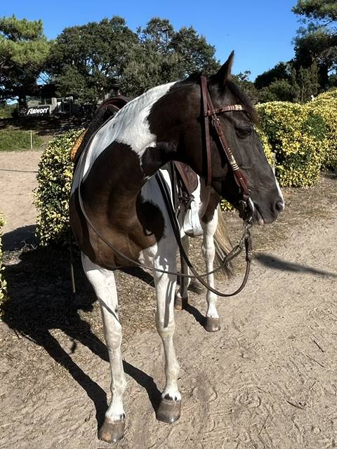 Cheval Azteque