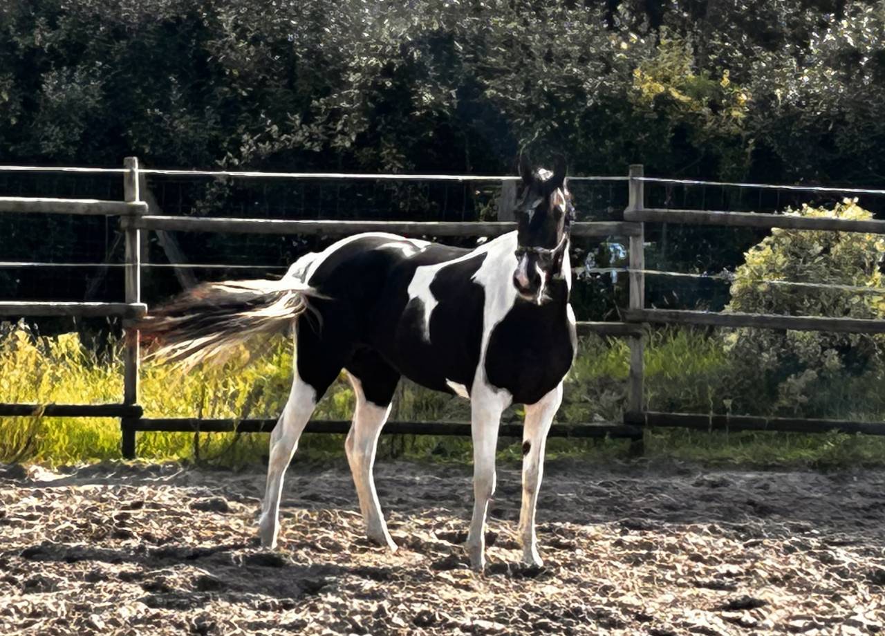 Cheval Azteque