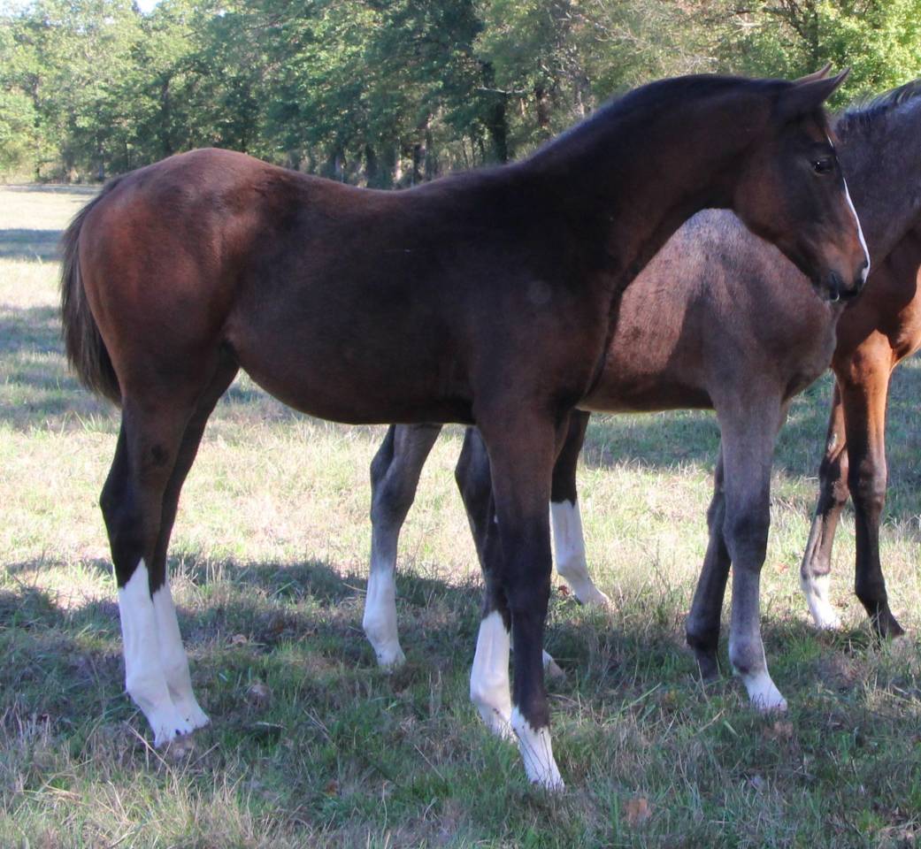 Pouliche SF ulmar mail x fringant de lafage x drakkar 