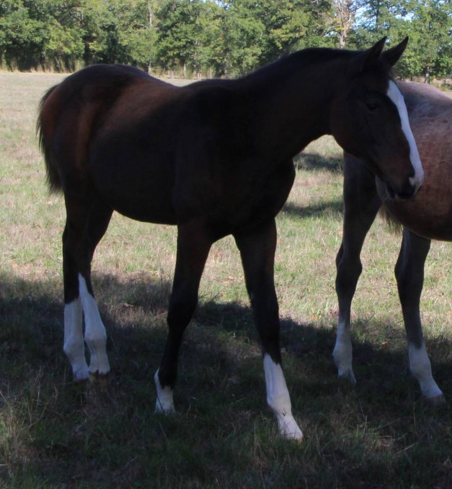 Pouliche SF ulmar mail x fringant de lafage x drakkar 
