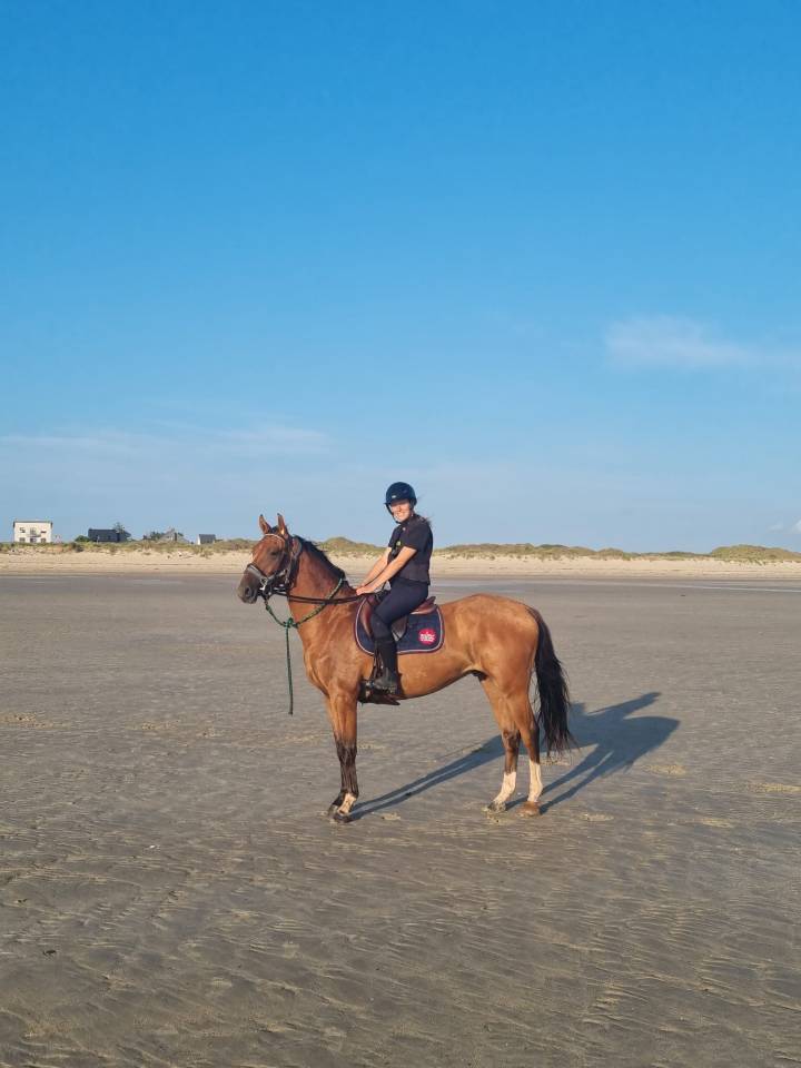 Hongre, 4 ans, 165 cm
